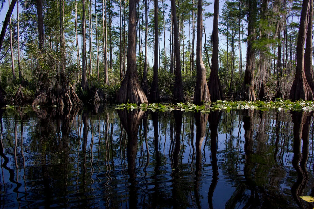 Marais d'Okefenokee, États-Unis, États-Unis