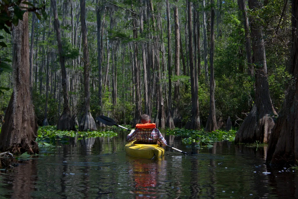 Marais d'Okefenokee, États-Unis, États-Unis