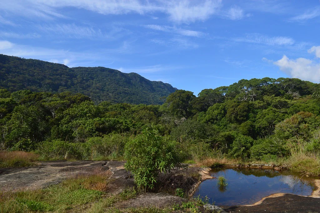 Réserve forestière de Sinharaja, Sri Lanka
