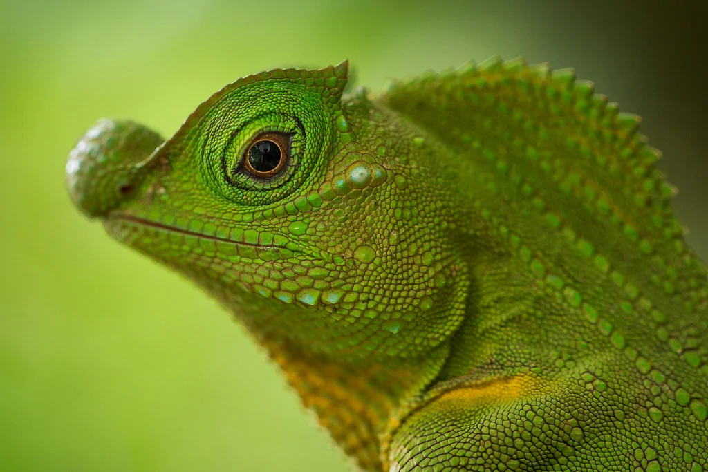 Réserve forestière de Sinharaja, Sri Lanka