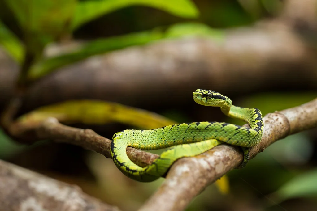 Réserve forestière de Sinharaja, Sri Lanka