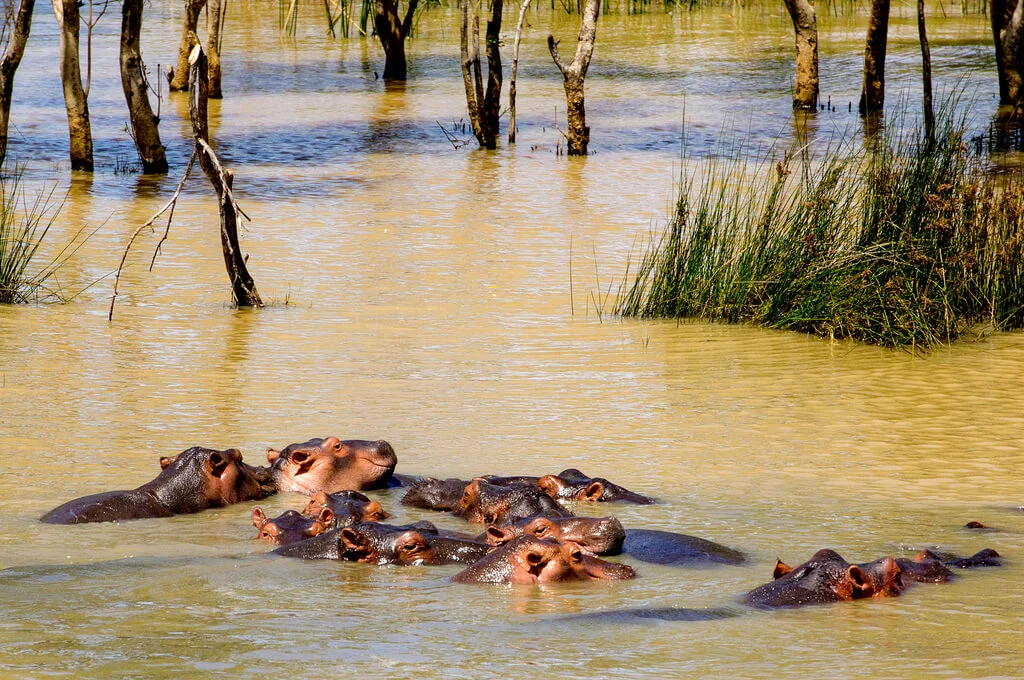 Parc de la zone humide d'Isimangaliso, Afrique du Sud