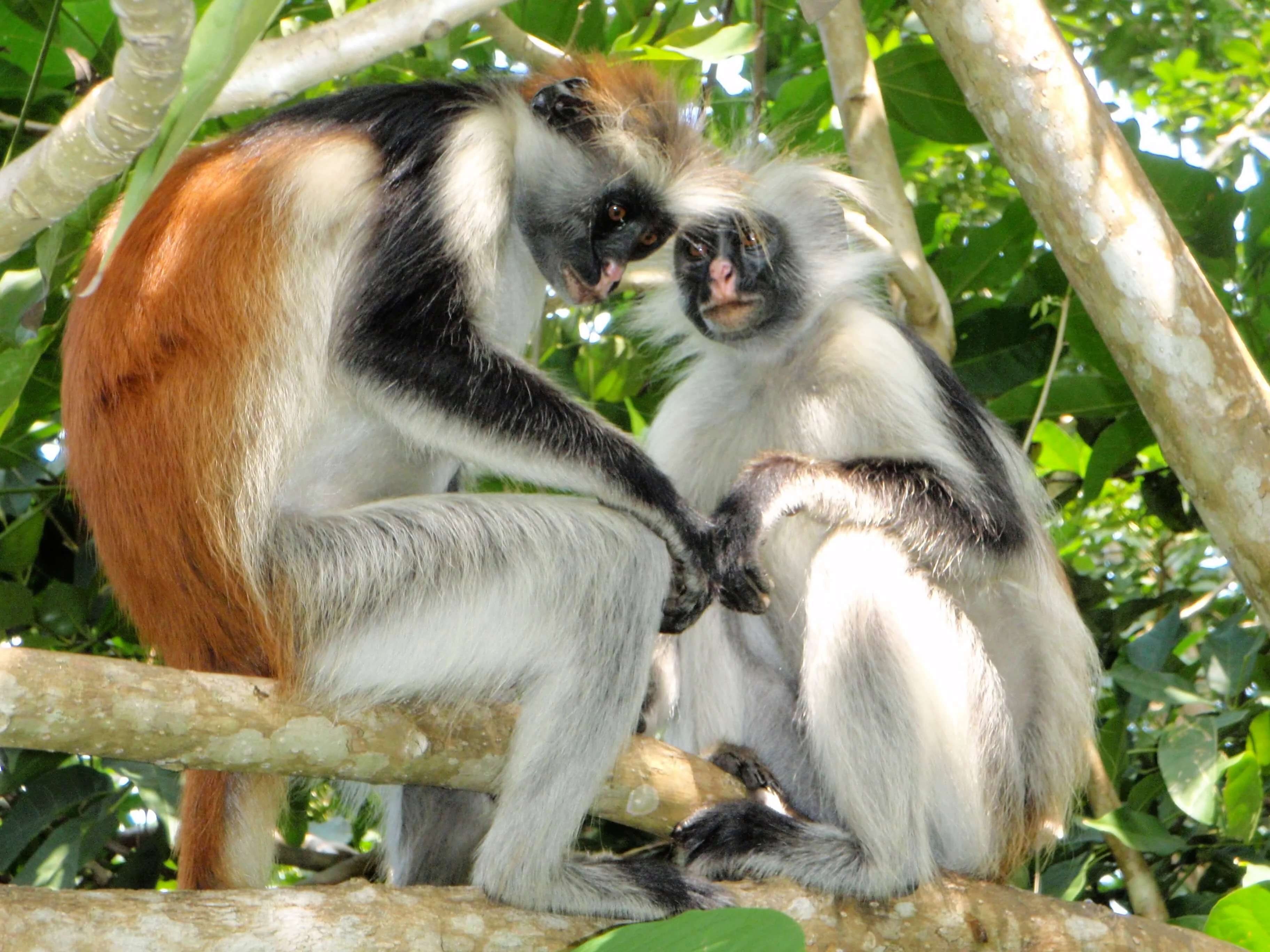 Parc national Jozani Chwaka Bay, Tanzanie
