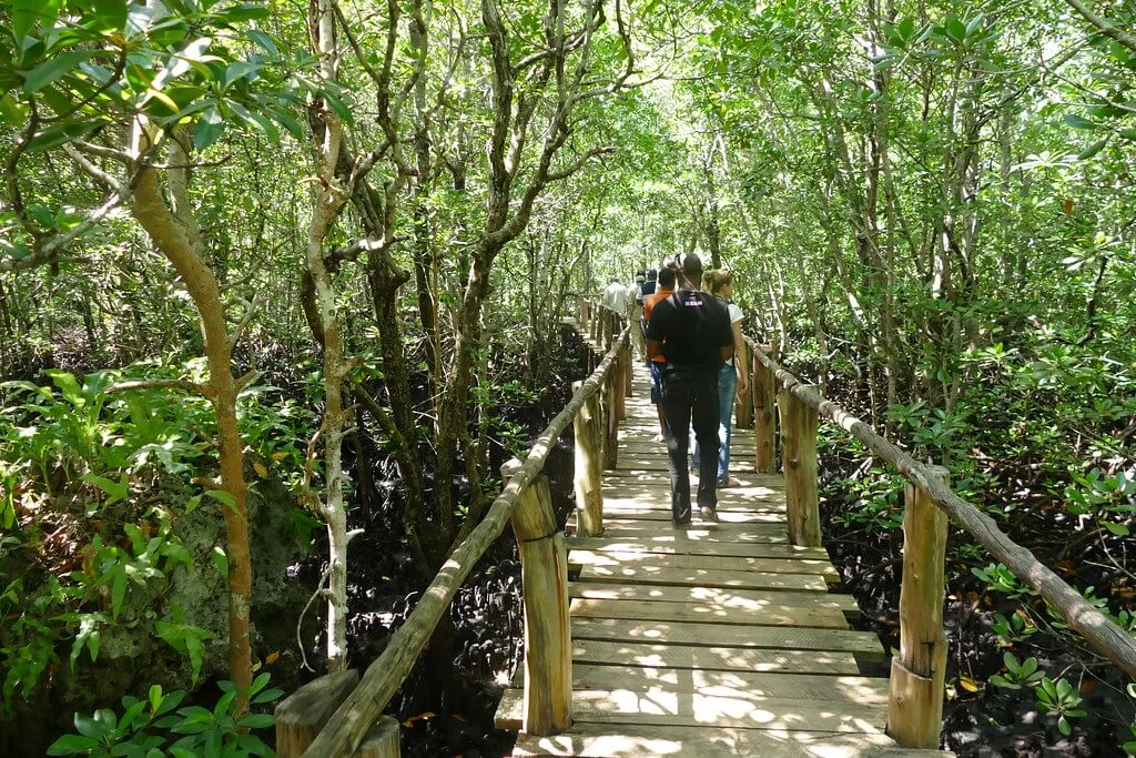 Parc national Jozani Chwaka Bay, Tanzanie