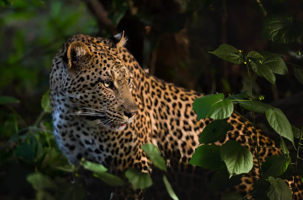 Réserve de Mashatu, Botswana