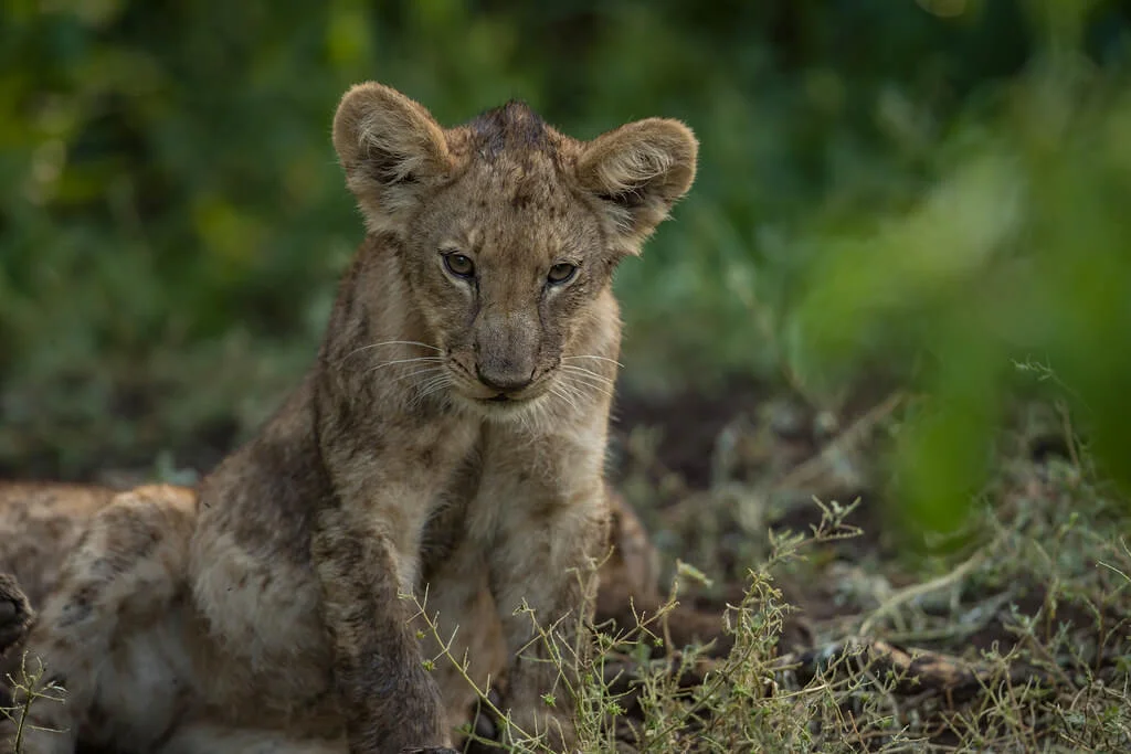 Réserve de Mashatu, Botswana