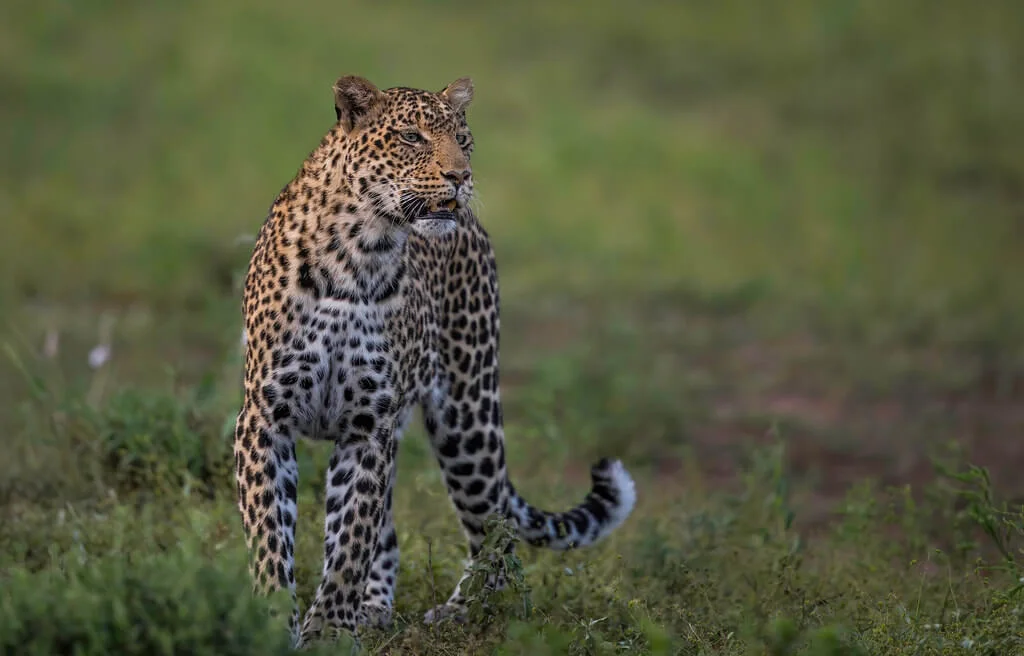 Réserve de Mashatu, Botswana