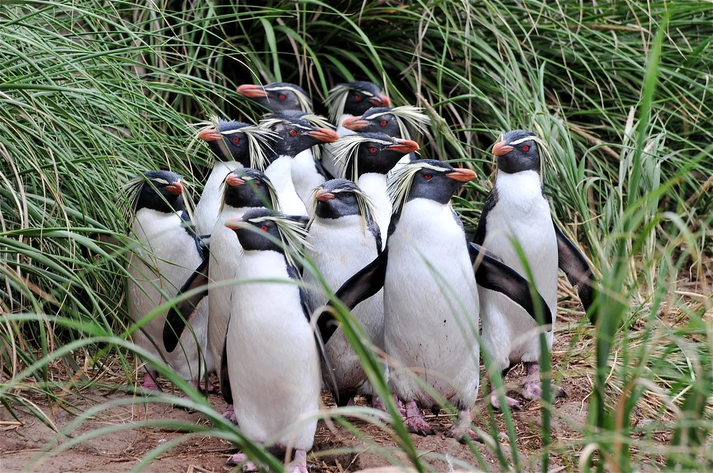 Île Nightingale, Sainte-Hélène / Ascension / Tristan da Cunha