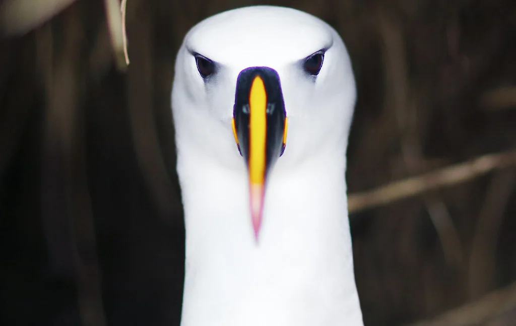 Île Nightingale, Sainte-Hélène / Ascension / Tristan da Cunha