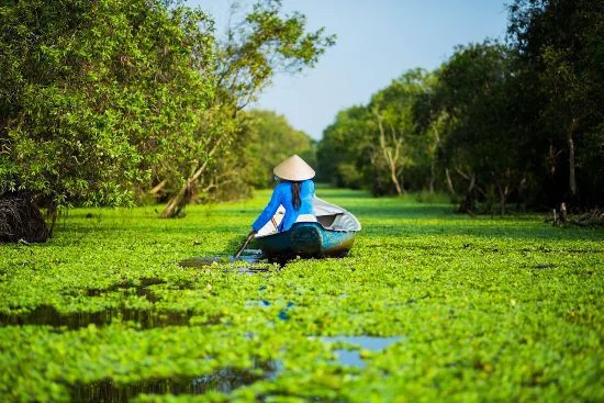Tra Su, Vietnam