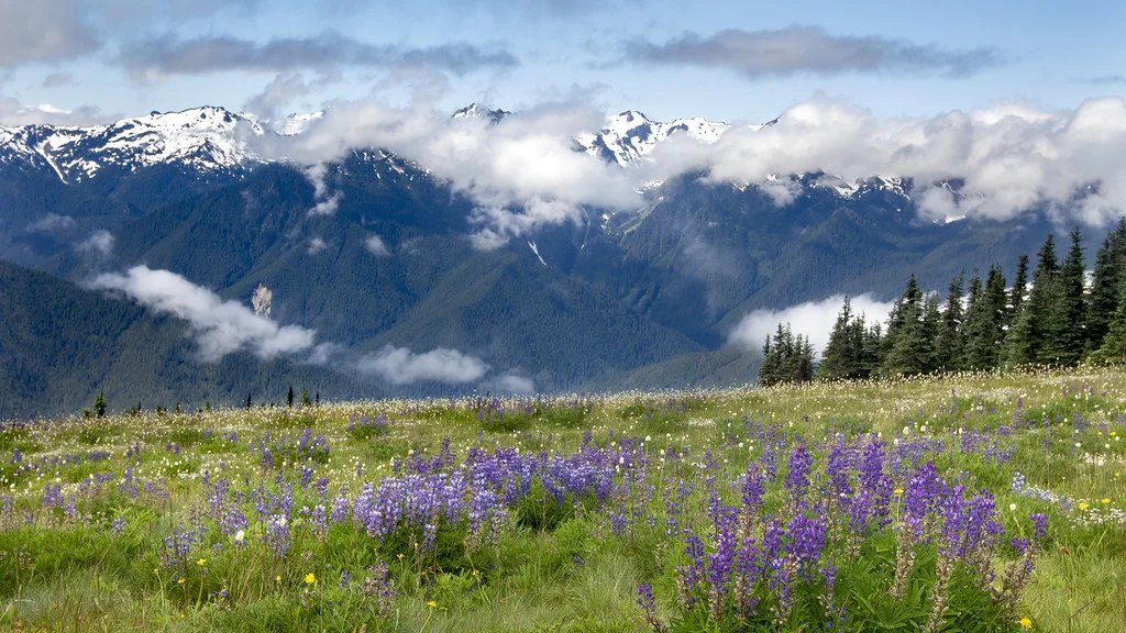 Hurricane Ridge, États-Unis