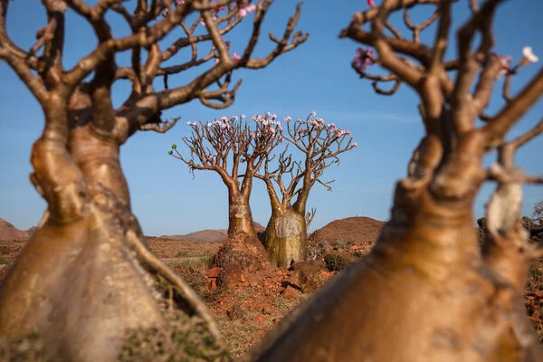 Plateau de Momi, Yémen, Socotra