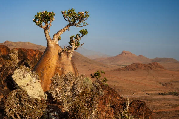 Plateau de Momi, Yémen, Socotra