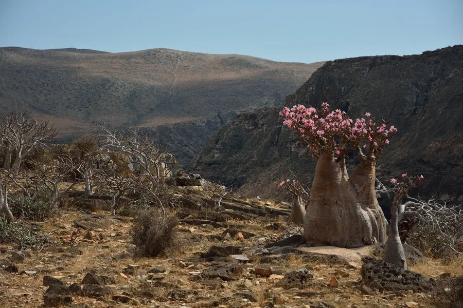 Plateau de Momi, Yémen, Socotra