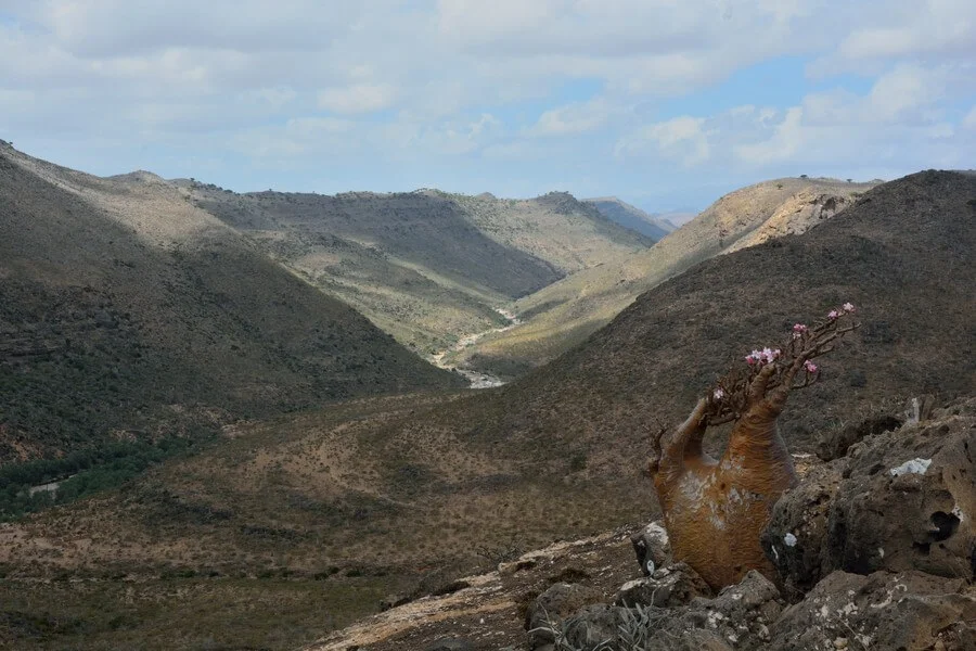 Plateau de Momi, Yémen, Socotra