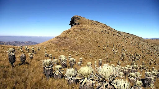 Paramo d'Oceta, Colombie