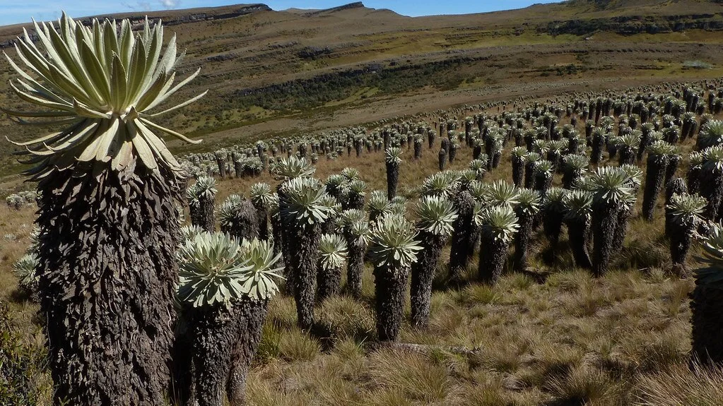 Paramo d'Oceta, Colombie