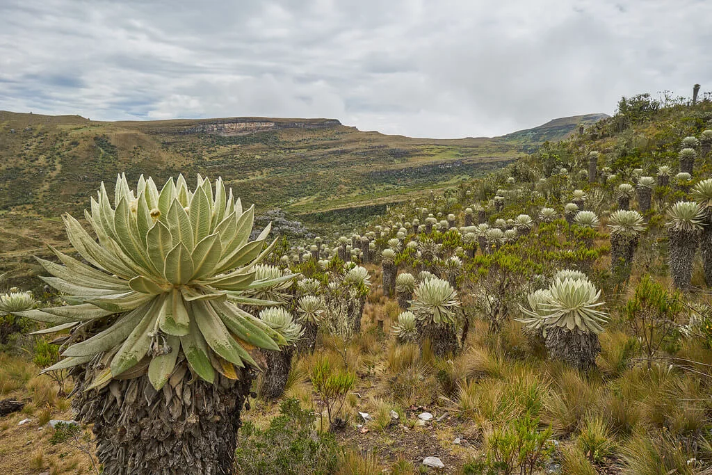 Paramo d'Oceta, Colombie