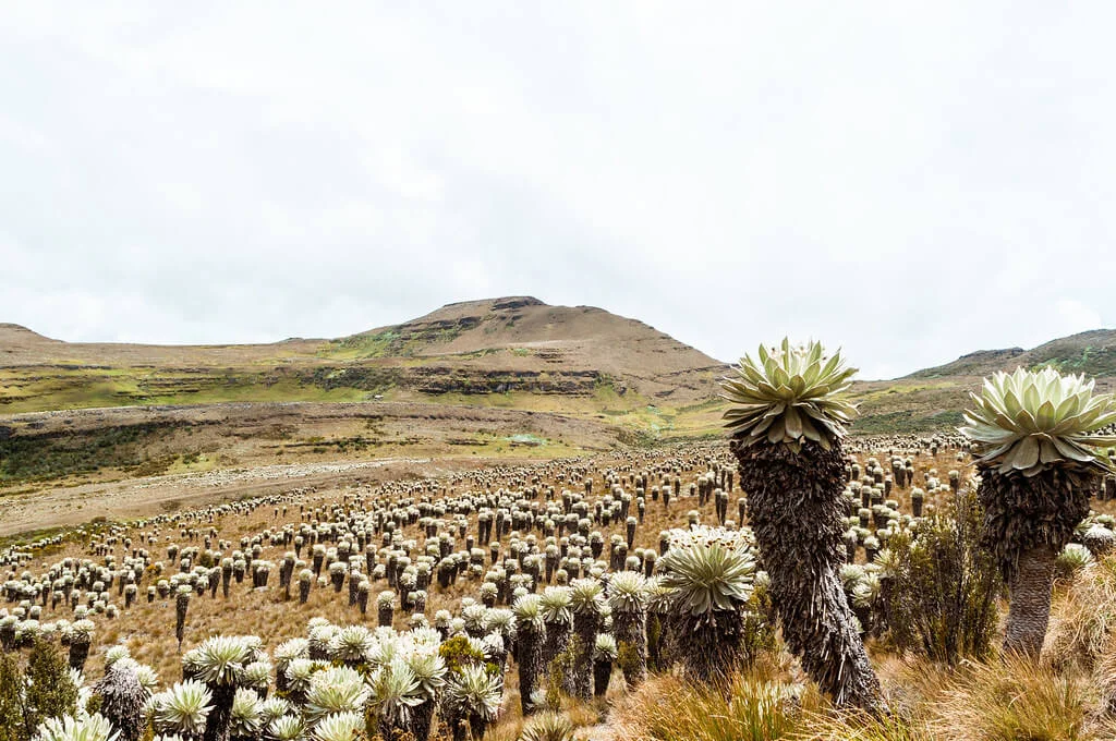 Paramo d'Oceta, Colombie