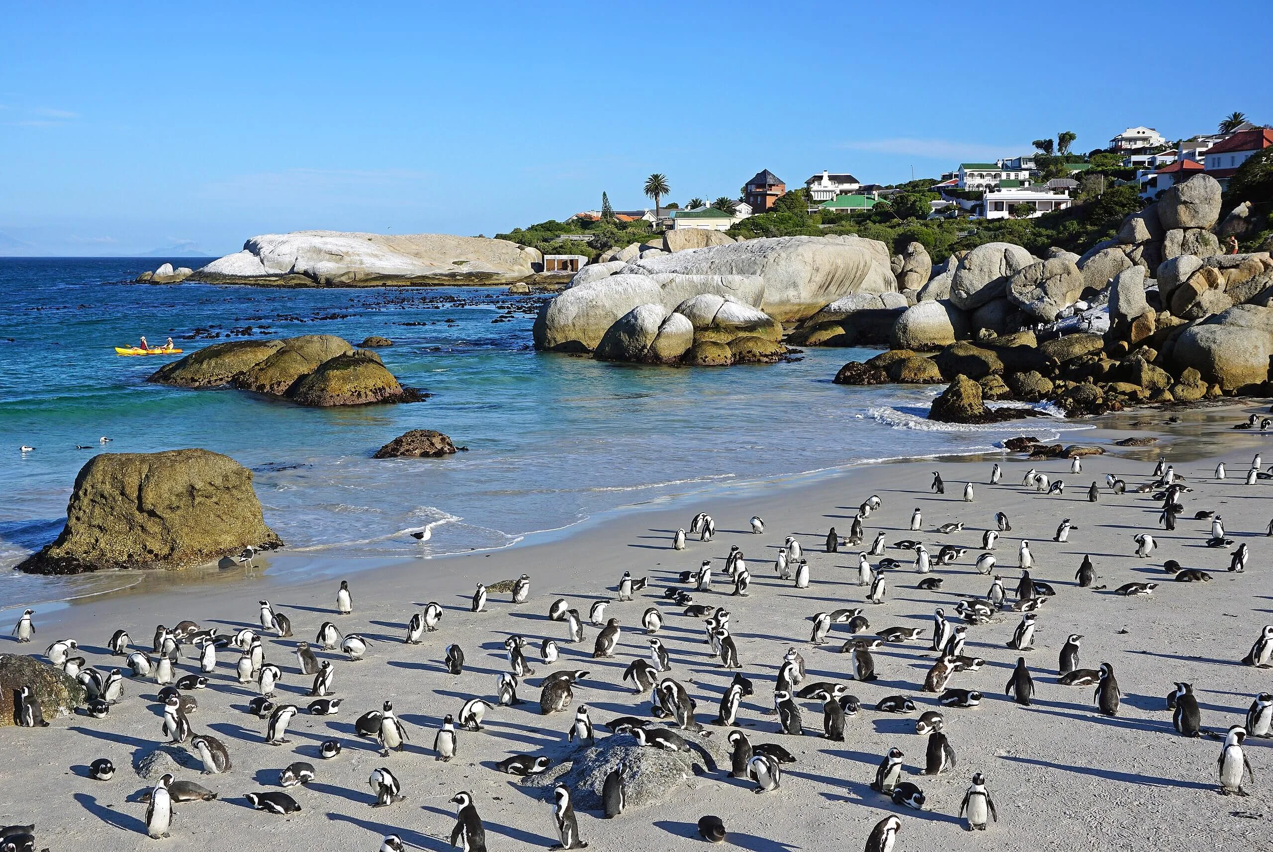 Boulders Beach, Afrique du Sud