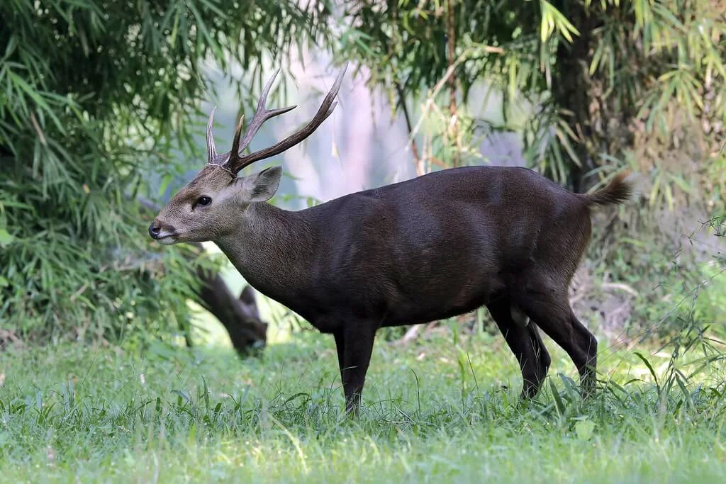 Huai Kha Khaeng, Thaïlande