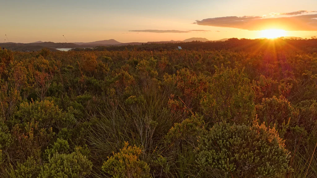 Parc national de Savage River, Australie, Tasmanie