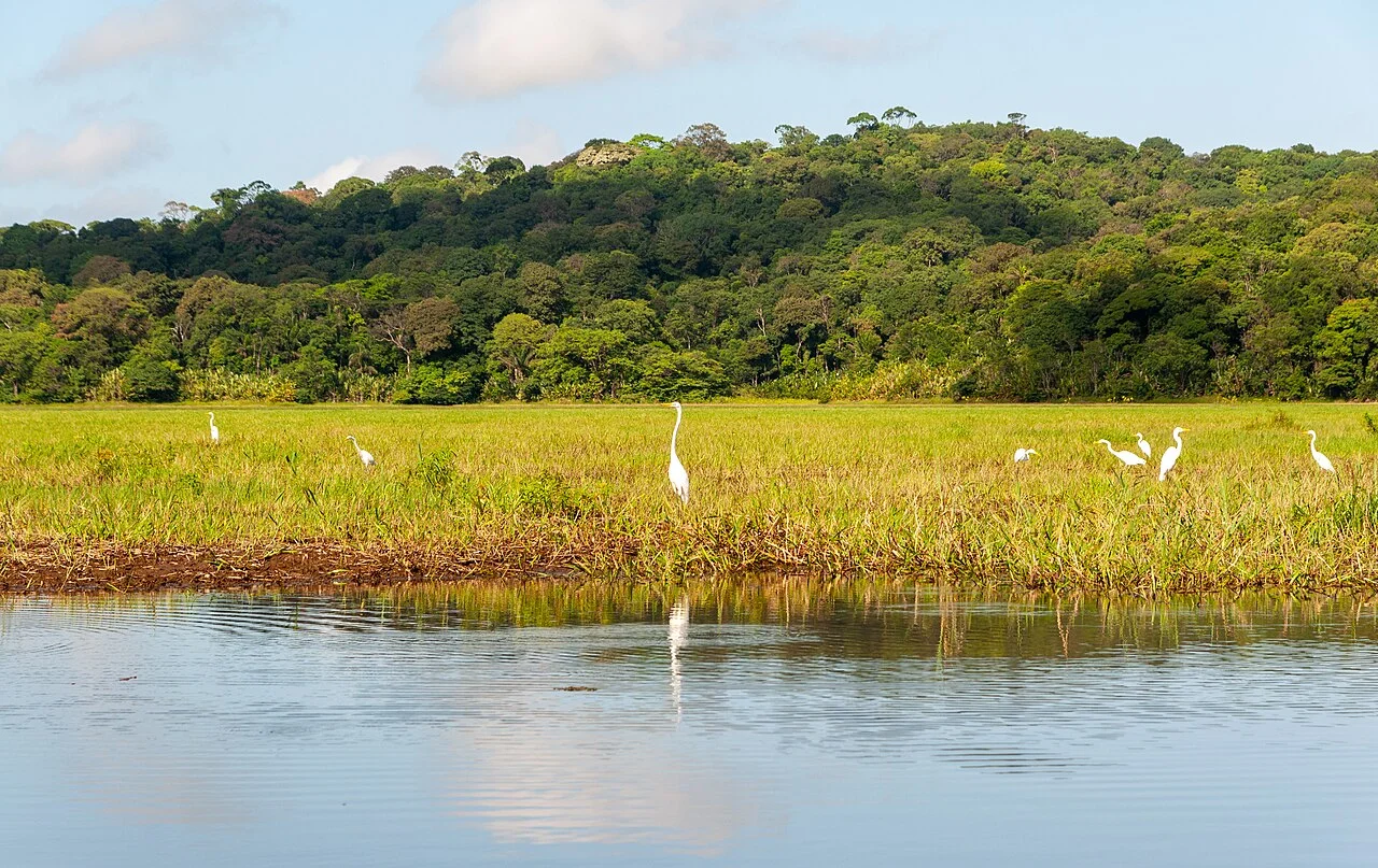 Réserve naturelle nationale des marais de Kaw-Roura, Guyane française