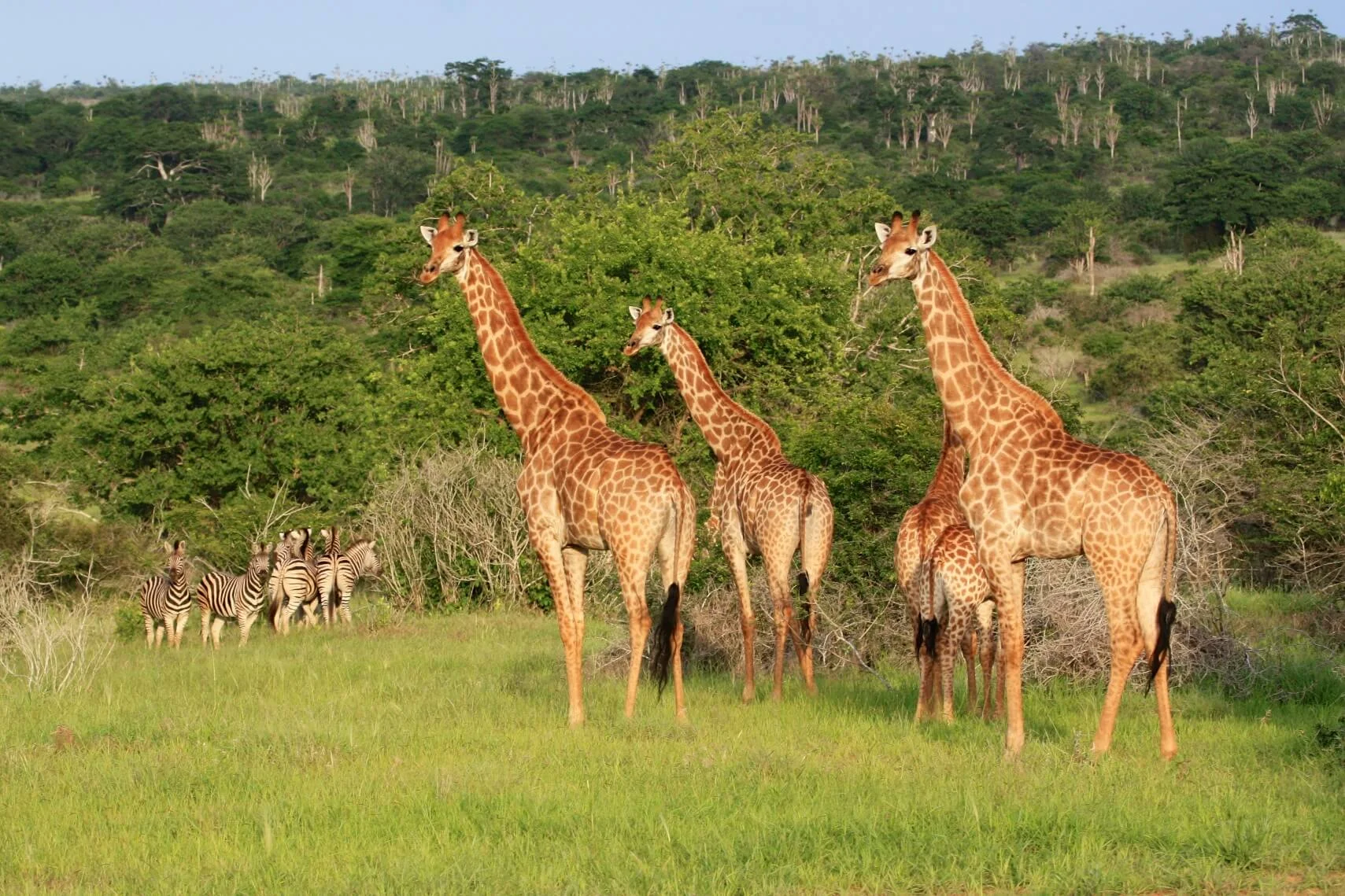 Parc national de Kisama, Angola
