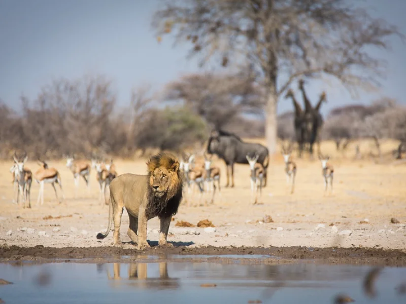 Boteti River, Botswana