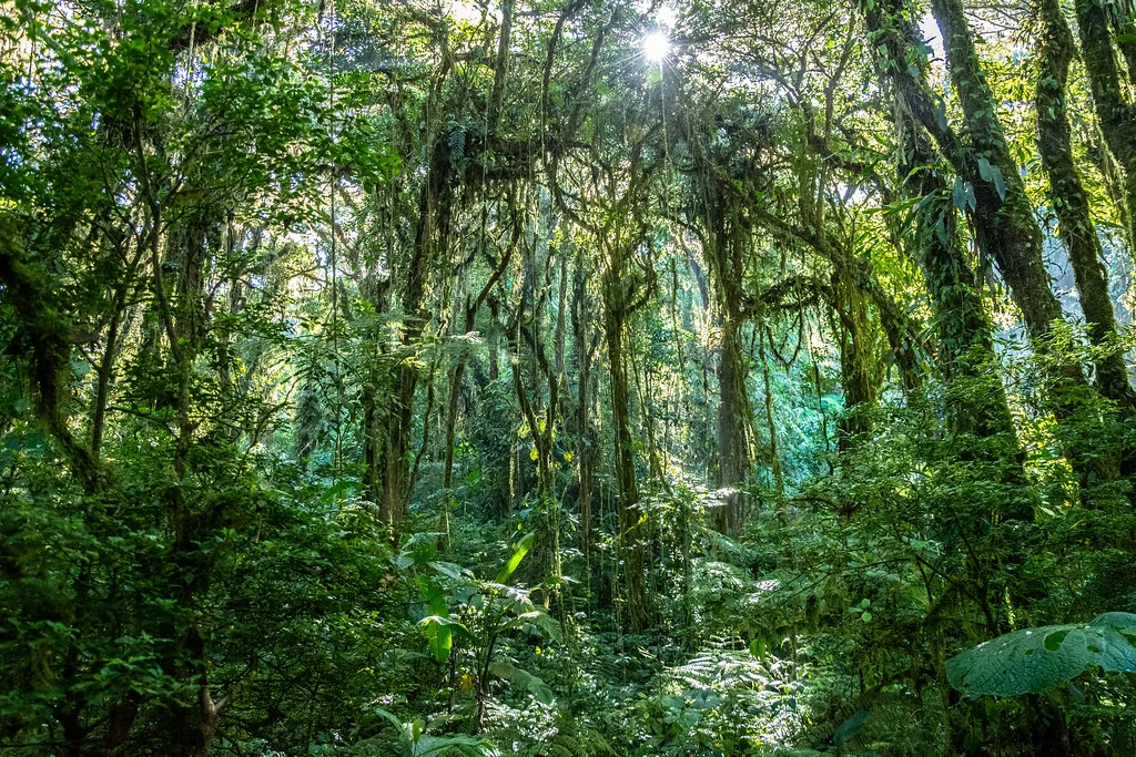 Reserva Bosque Nuboso Santa Elena, Costa Rica