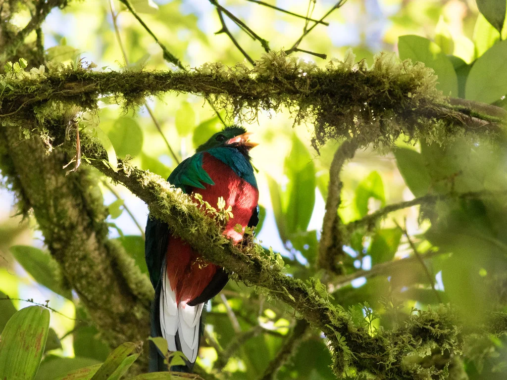Reserva Bosque Nuboso Santa Elena, Costa Rica