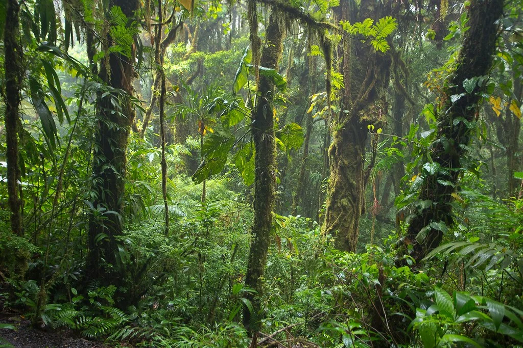 Reserva Bosque Nuboso Santa Elena, Costa Rica