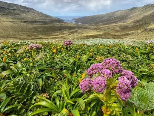 Île Campbell, Nouvelle-Zélande
