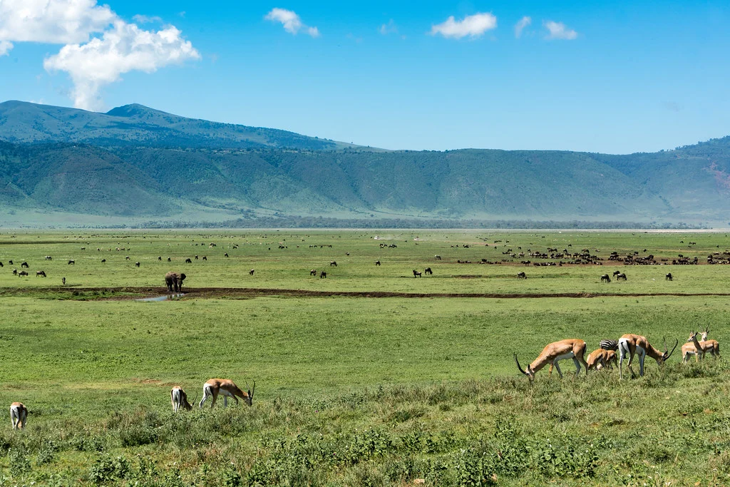 Aire de conservation du Ngorongoro, Tanzanie