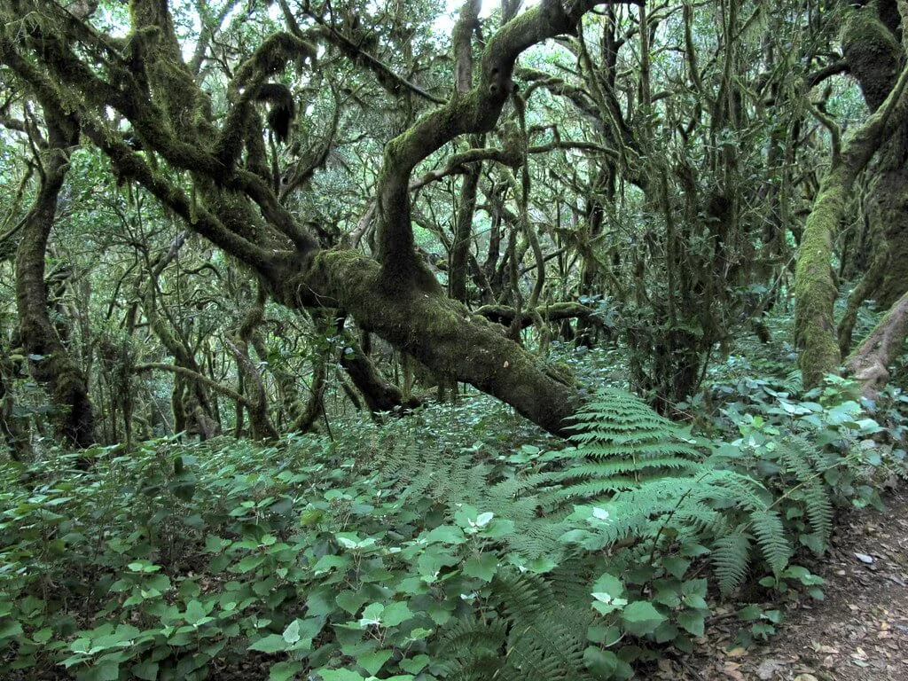 Raso de la Bruma, Espagne, Canaries