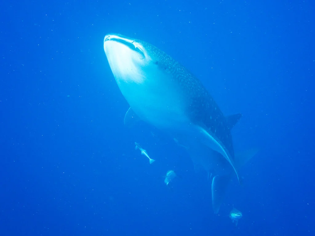 Parc marin de Ningaloo, Australie