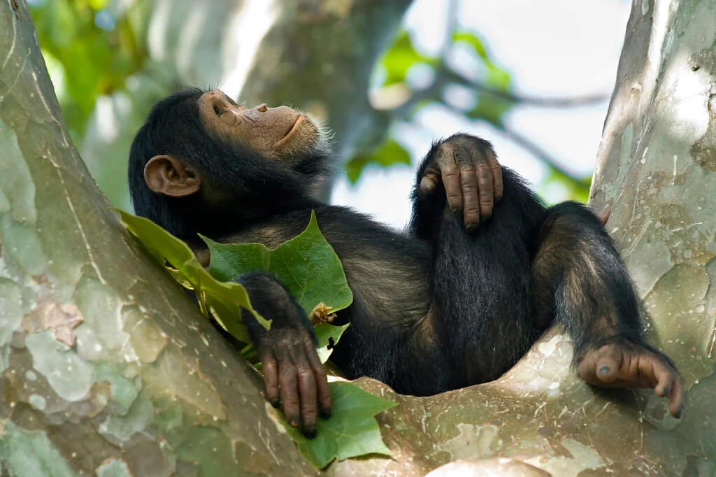 Parc national de Nyungwe, Rwanda