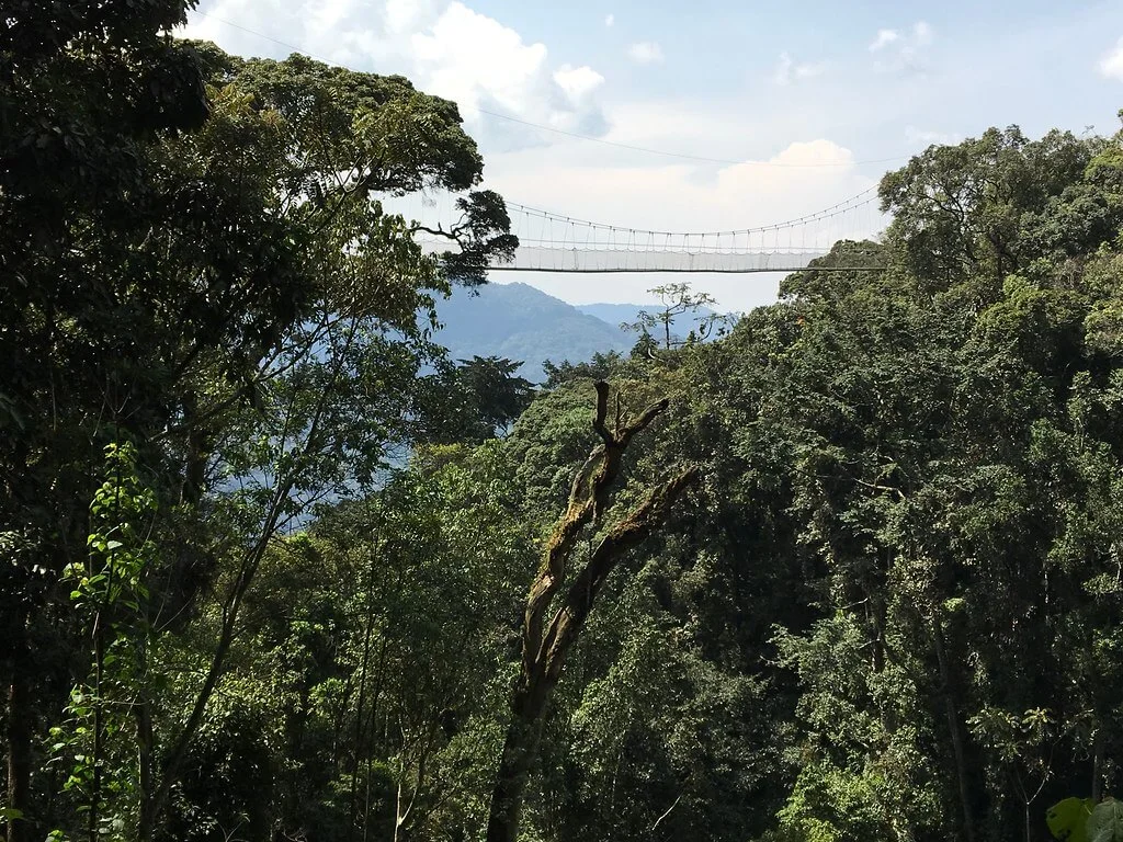 Parc national de Nyungwe, Rwanda