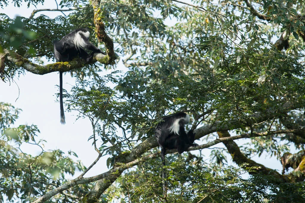 Parc national de Nyungwe, Rwanda