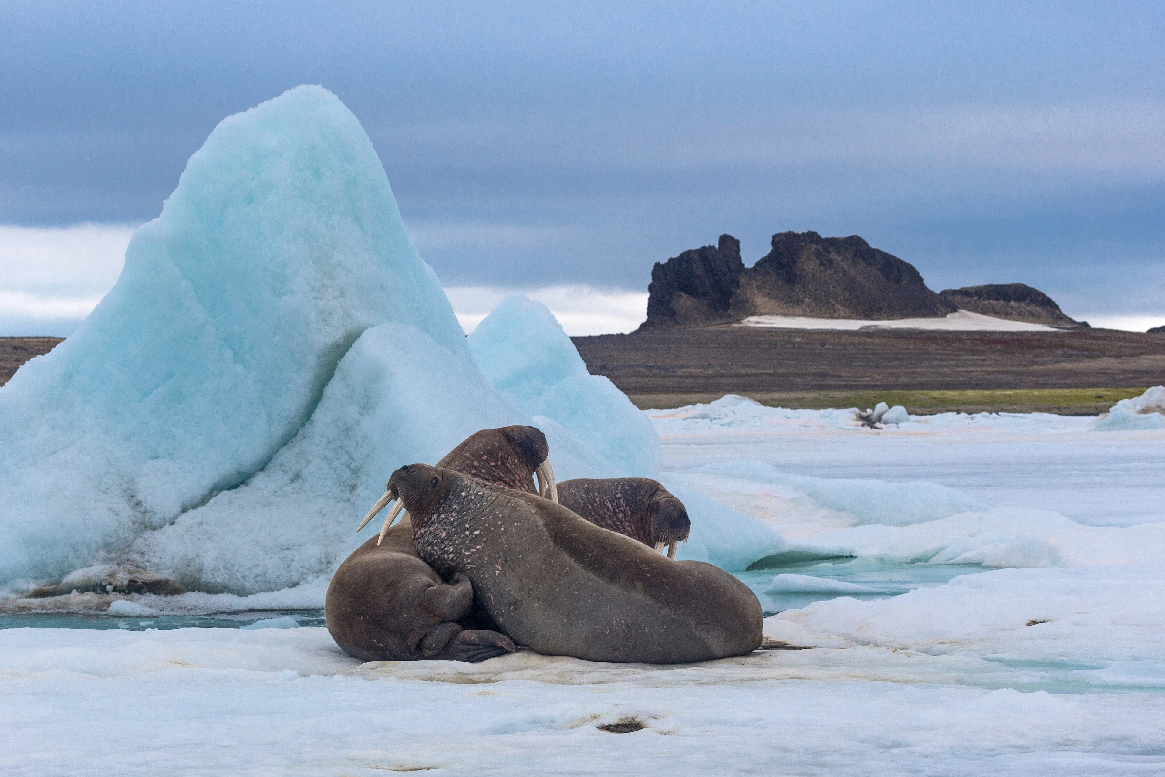 Parc national de l'Arctique russe, Terre François-Joseph