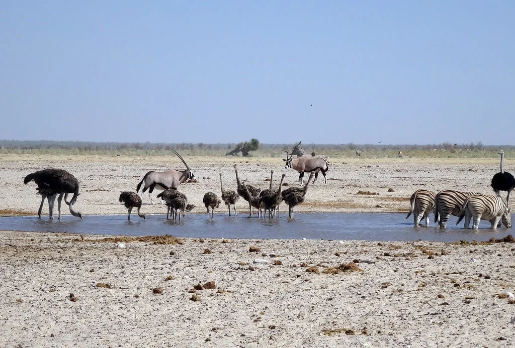 Ozonjuitji m'Bari Waterhole, Namibie