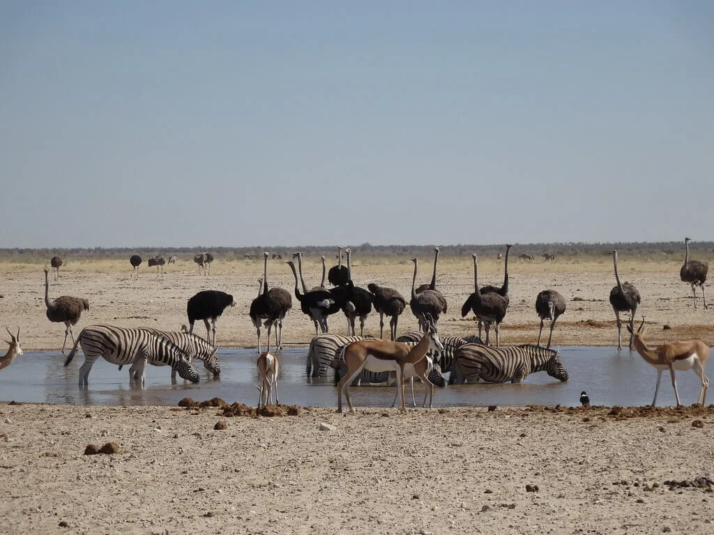 Ozonjuitji m'Bari Waterhole, Namibie