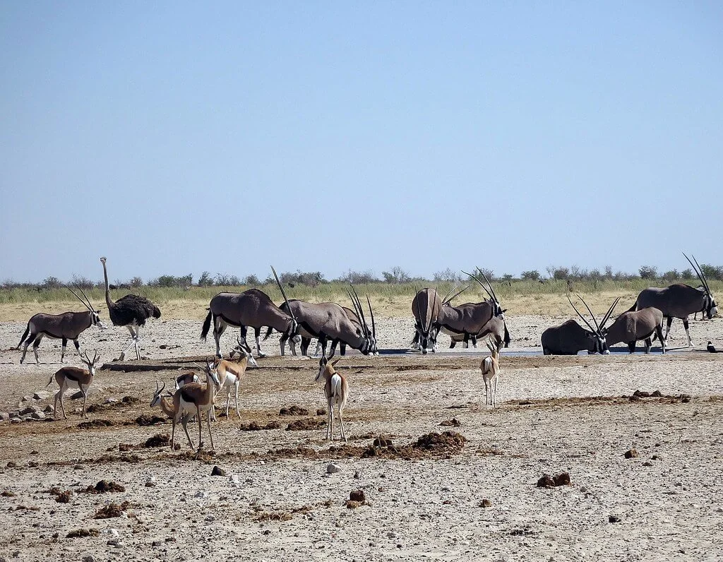 Ozonjuitji m'Bari Waterhole, Namibie