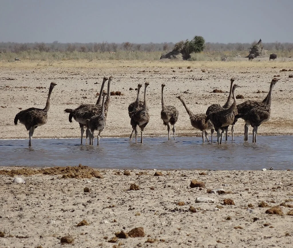 Ozonjuitji m'Bari Waterhole, Namibie