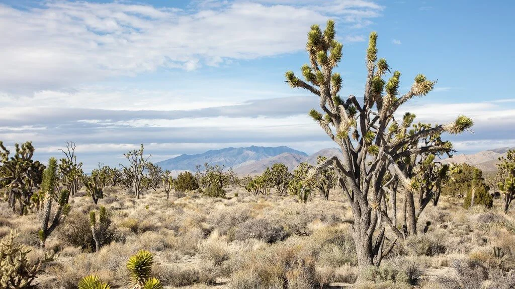 Désert des Mojaves, États-Unis, États-Unis, États-Unis