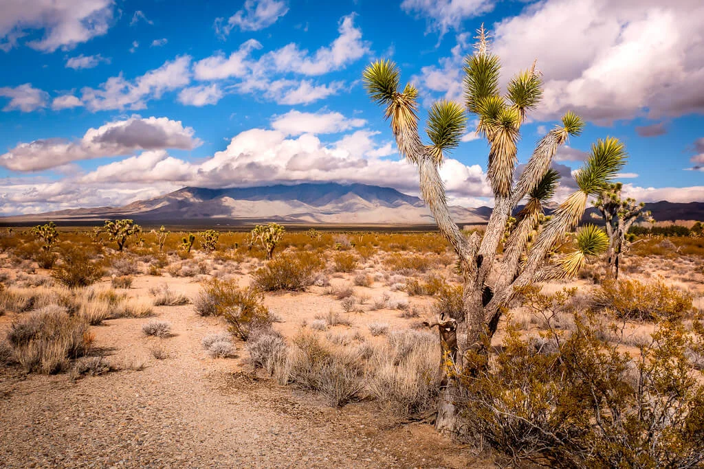 Désert des Mojaves, États-Unis, États-Unis, États-Unis