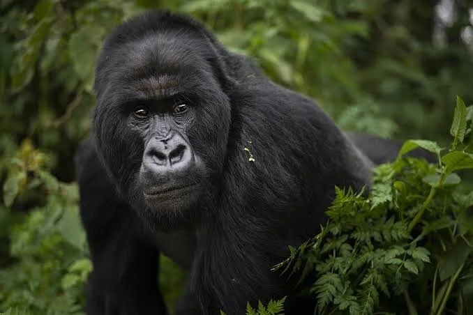 Forêt impénétrable de Bwindi, Ouganda
