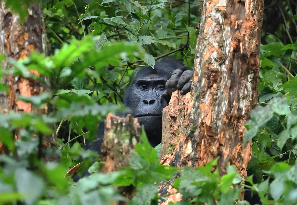 Forêt impénétrable de Bwindi, Ouganda