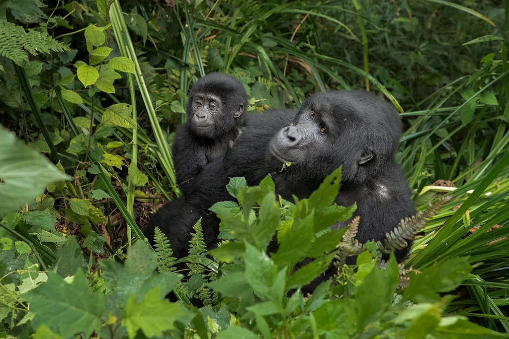 Forêt impénétrable de Bwindi, Ouganda