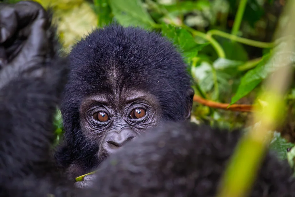 Forêt impénétrable de Bwindi, Ouganda
